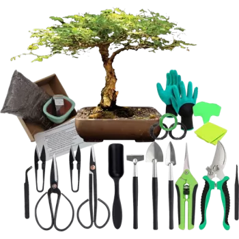 Bonsai Bliss Deluxe Box