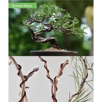 Artisan Bonsai Pruning Gift Box